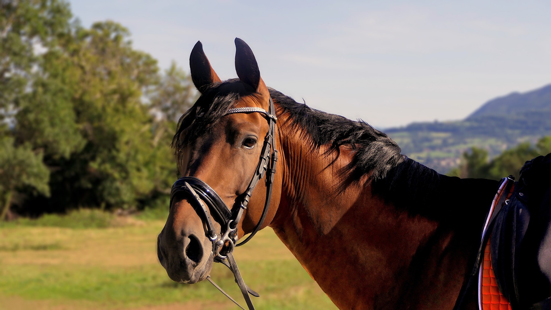 Jeździectwo – Siła połączenia między człowiekiem a koniem